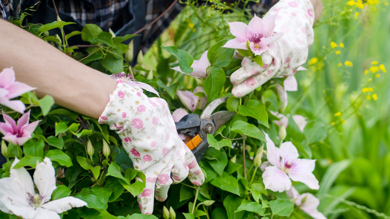 person cutting clematis