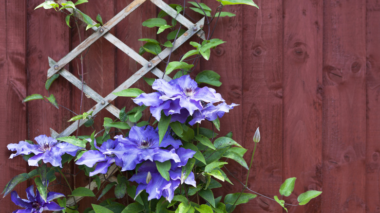 purple clematis 