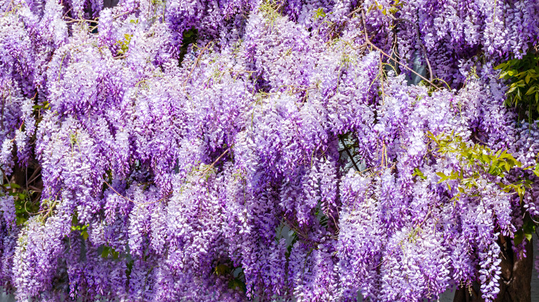 wall of wisteria blossoms