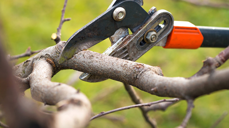 trimmer and branch