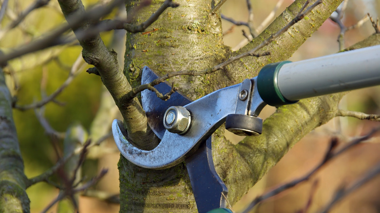 pruning a tree