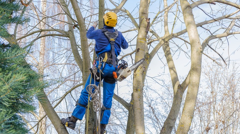 arborist at work