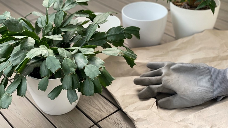 A Christmas cactus next to garden gloves