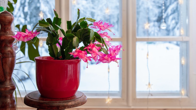 A potted Christmas cactus sits near a window