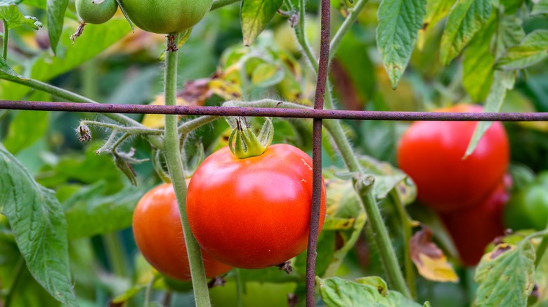 Red tomatoes inside wire cage