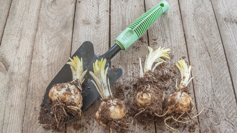 Asiatic lily bulbs and shovel