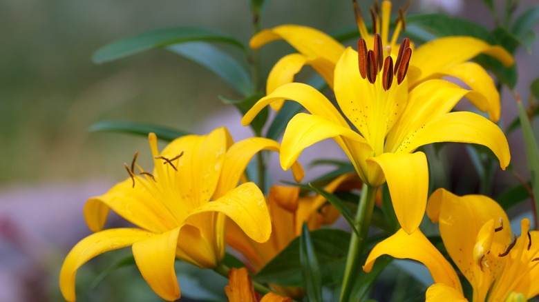 closeup of yellow asiatic lilies