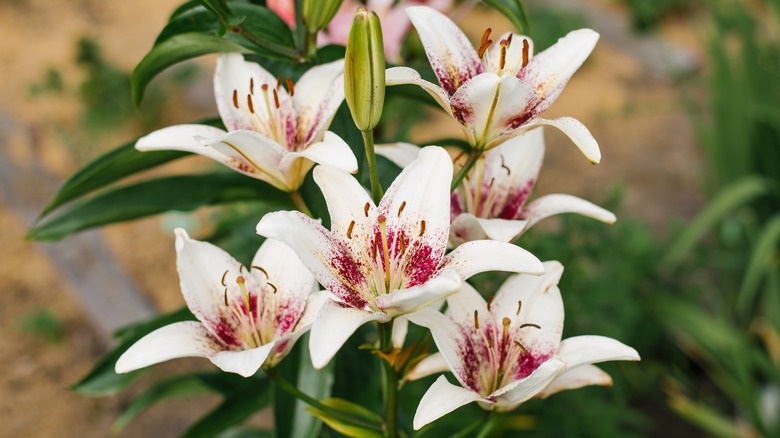 asiatic lilies blooming in garden