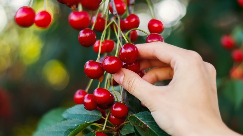 Picking cherries from the tree 