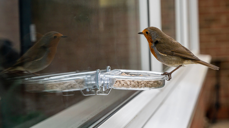 Bird on window