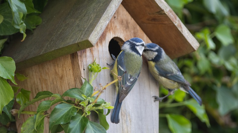 Birds in birdhouse