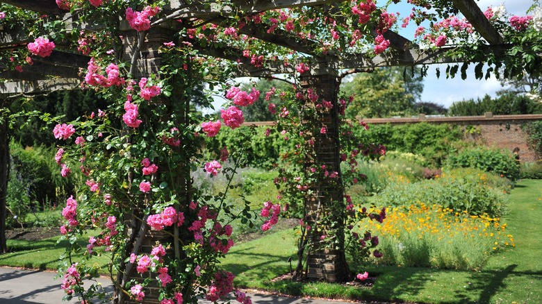 Rose blooms on wooden pergola