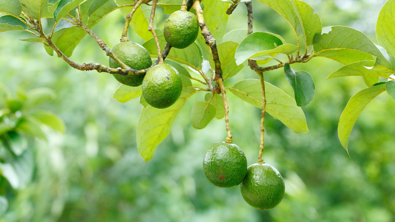 avocado tree