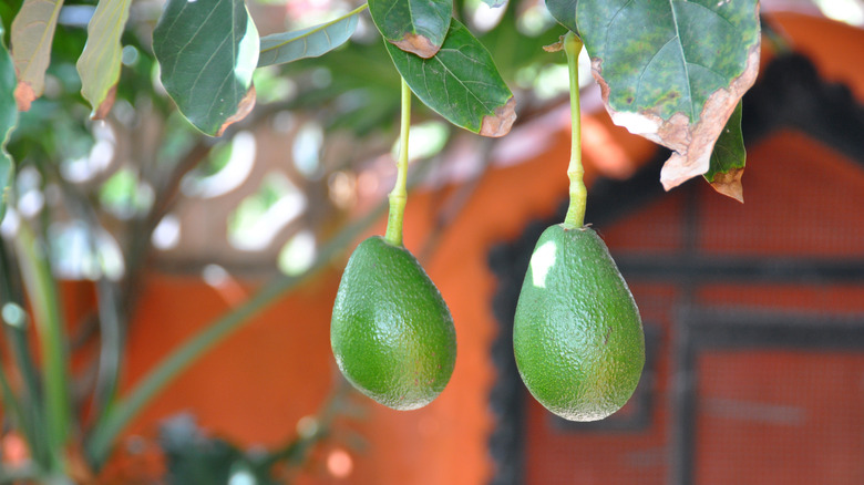 avocado tree on patio