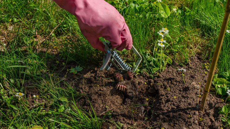 person setting mole trap