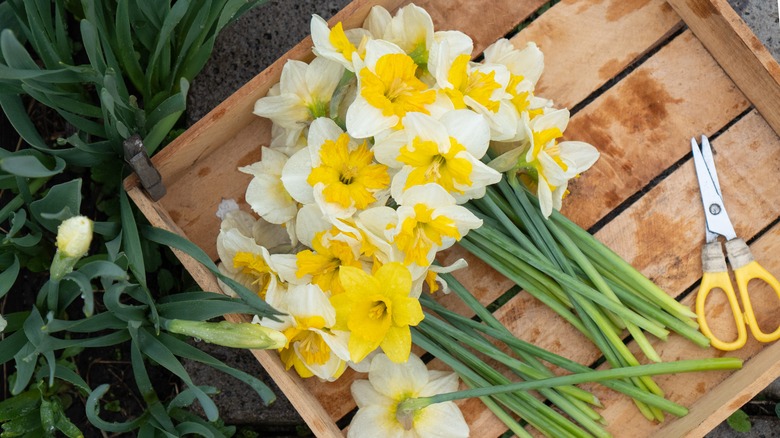 Cut daffodils in wooden box 