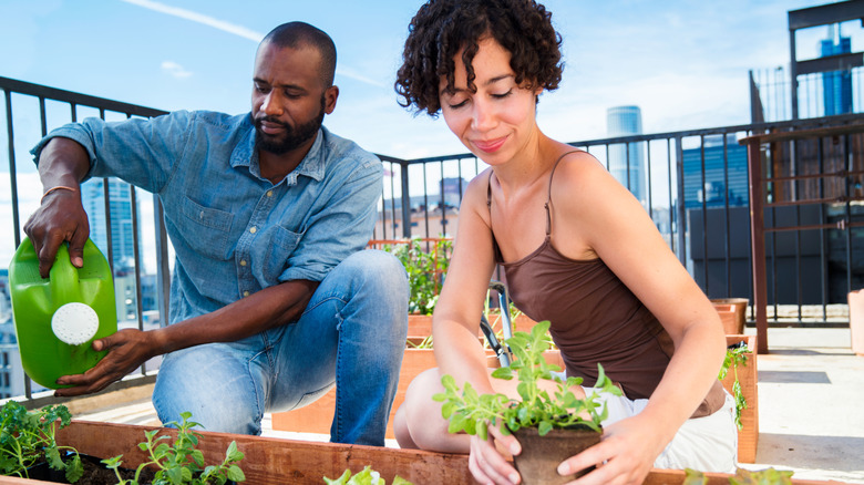 A couple of people water and plant in a container garden on a rooftop