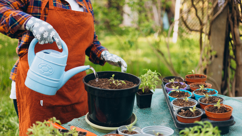 A person waters a newly planted seedling in potting soil