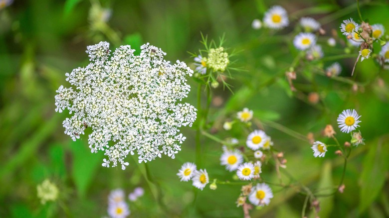 Queen Anne's lace