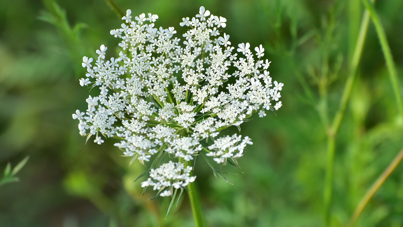 How Dangerous Is Queen Anne's Lace? Here Are The Uncomfortable Details