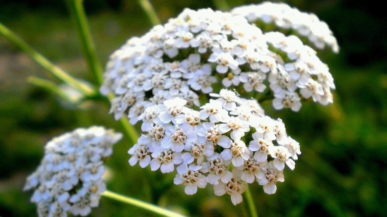 yarrow flowering