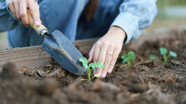 Gardener transplants seedling