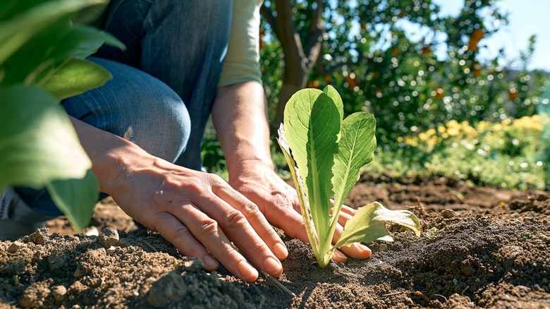 Gardener plants lettuce seedling