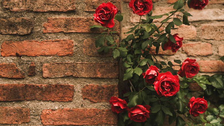 Red roses against brick wall