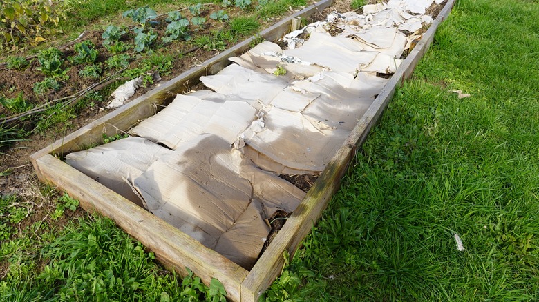 Pieces of cardboard layered in a garden bed