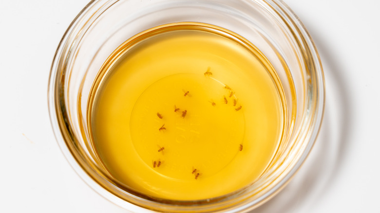 Fruit flies drown in a bowl of apple cider vinegar