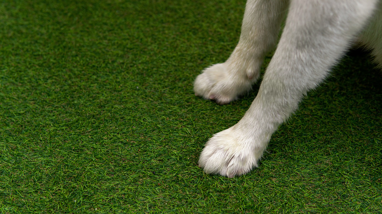 Dog on artificial grass