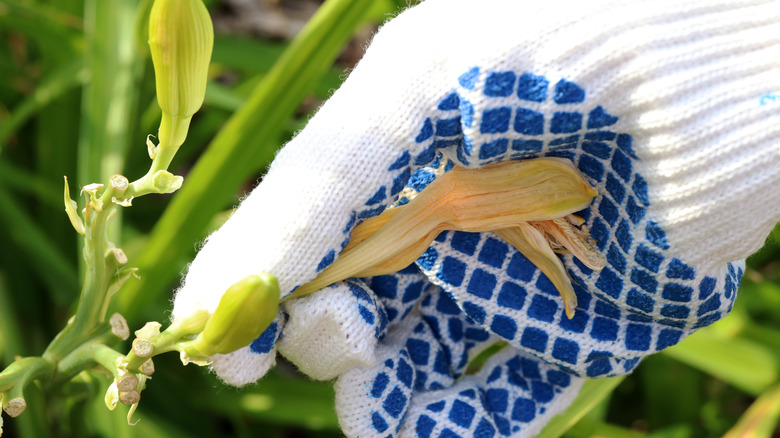 Deadheading daylilies