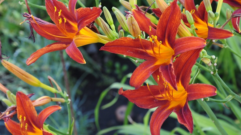 How To Get Daylilies To Rebloom In The Summer Heat