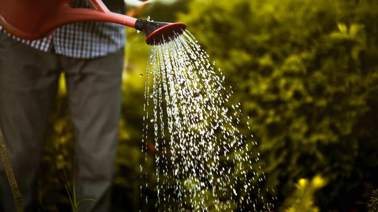 person using watering can