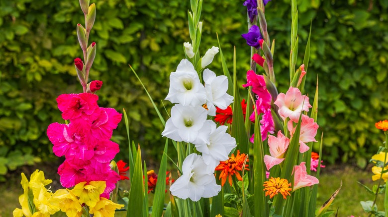 Brightly colored gladiolus in pink, white, and purple in a flower bed