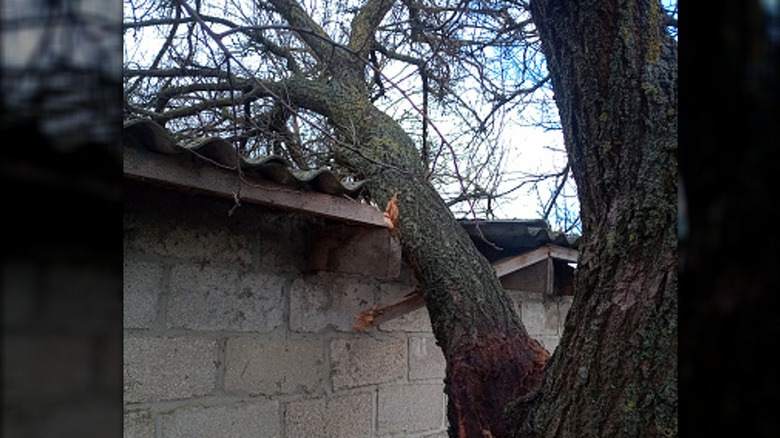 tree branch roof damage