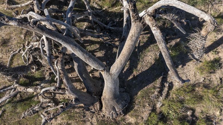 large dead tree