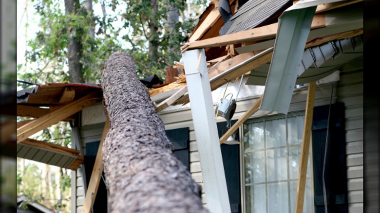 tree fallen on house