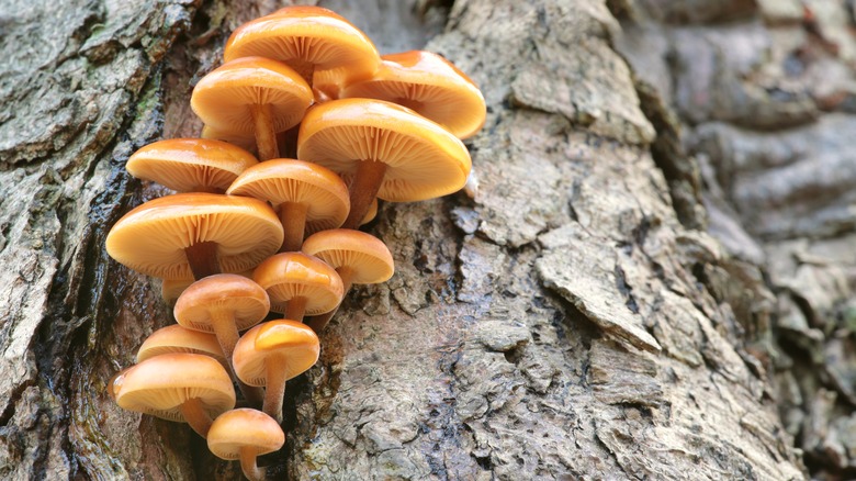 mushrooms on tree trunk