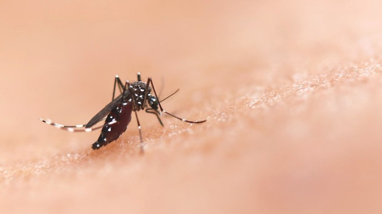 mosquito on person's skin