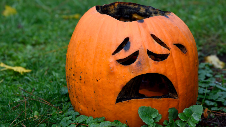 Rotting Jack O'lantern