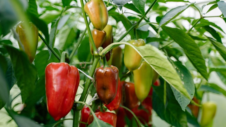 peppers growing on plant