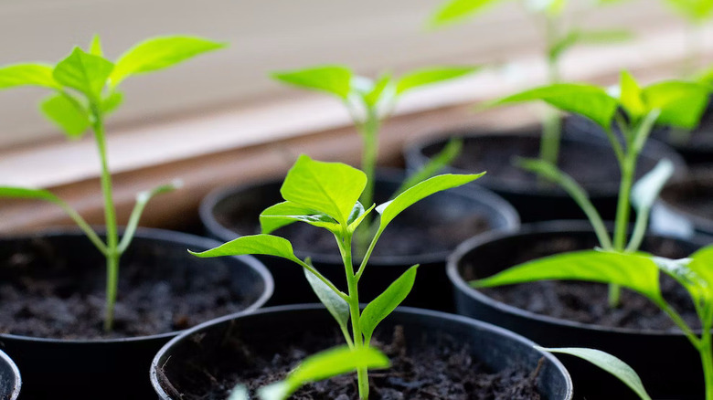 several pepper seedlings