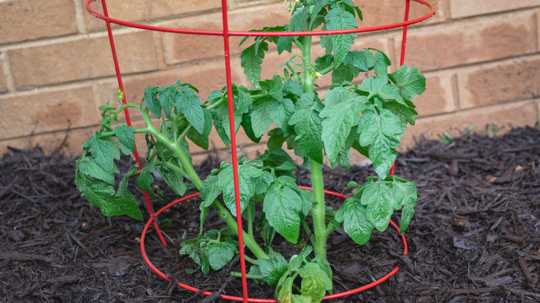 Young tomato growing in cage