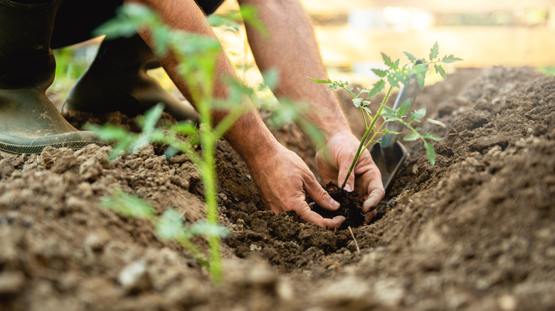 Farmer planting tomato seedlings