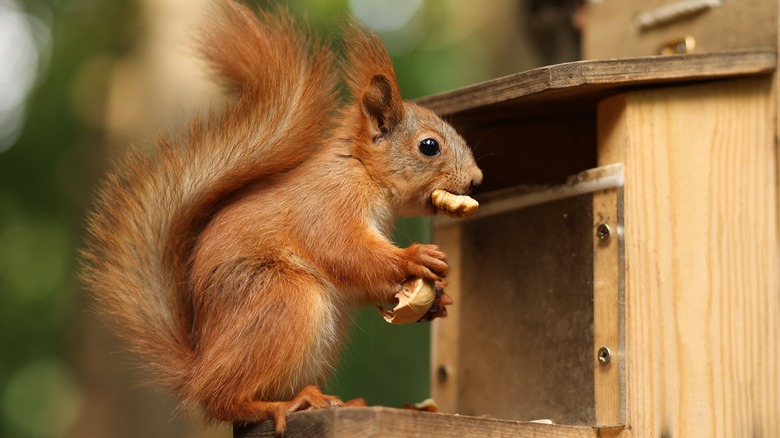 Squirrel eating from feeder