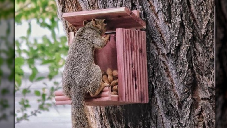 Squirrel eating from feeder