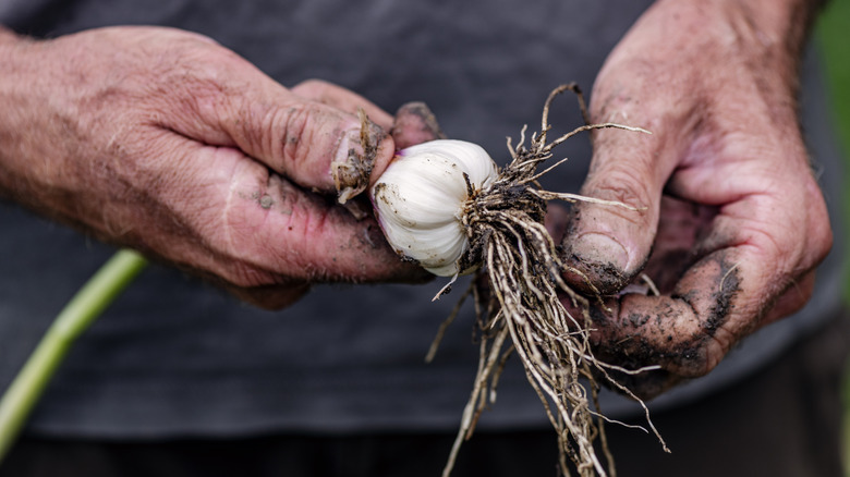 Gardener holds garlic bulb