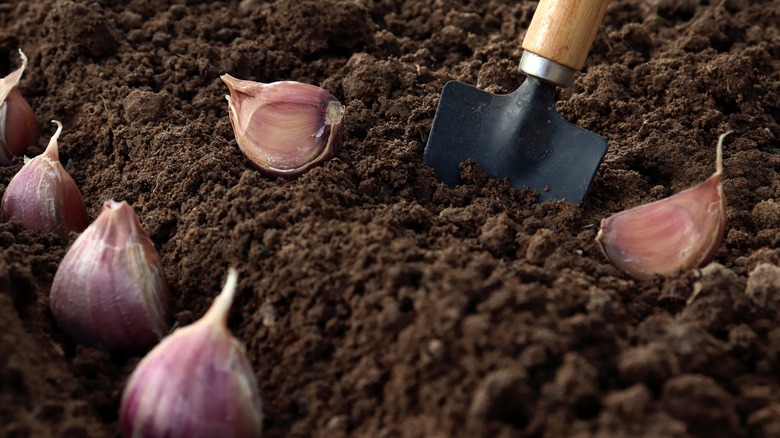 planting garlic cloves