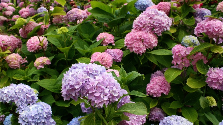 Hydrangeas in different colors